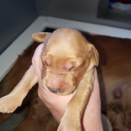 Black - Dark golden male Golden Retriever puppy in Merino, Colorado from High Plains Goldens