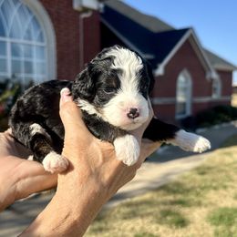 Girl 5 - Tri-color female Bernedoodle puppy in Royse City, Texas from Platinum Bernedoodles of Texas