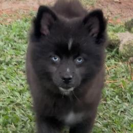 Gigi - Black and white female Pomsky puppy in Spring Hill, Florida from PDQ Pomskies