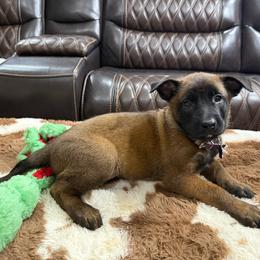 Girl 6 - female Belgian Malinois puppy in Midway, Georgia from C4MALINOIS