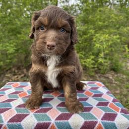 Girl 3 - Red phantom female Aussiedoodle puppy in Hillsboro, Illinois from Perfect Paws Puppies