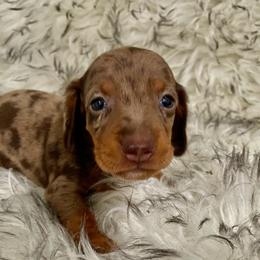 Cappuccino - Chocolate and cream female Dachshund puppy in Granbury, Texas from Bluebonnet Dachshund, LLC