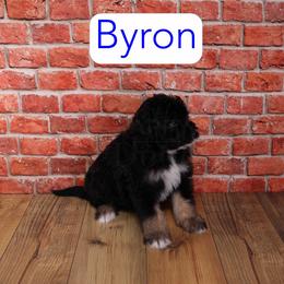Byron - Black phantom male Aussiedoodle puppy in Calhoun, Georgia from Happy Top Doodles