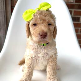 Fawn - Cream female Goldendoodle puppy in Pulaski, Tennessee from Doodle My Heart