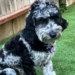 Roxy - Goldendoodle