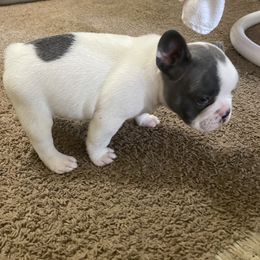French Bulldog Puppies from Hershe Kennel