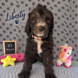 Liberty - Black and white female Sheepadoodle puppy in Glen Rose, Texas from Clevenger’s Sheepadoodle Fur Baby Farm