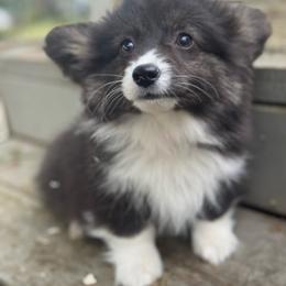 Wednesday (Orange) fluffy - Black and white female American Corgi puppy in East Oakdale, California from Rhettro Kennels