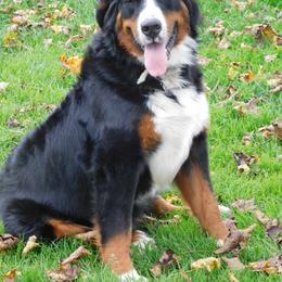 Bernese Mountain Dog Puppies from Bernese Beauties