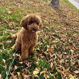 Aussiedoodle and Goldendoodle Puppies from Garside Doodles