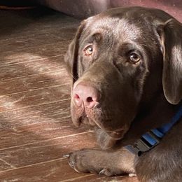 Freddy  - Labrador Retriever