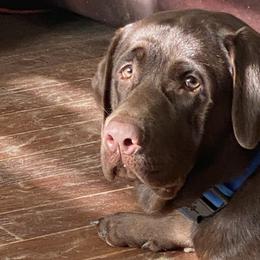 Freddy  - Labrador Retriever