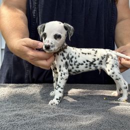Boy 6 - White and black Dalmatian puppy in Richmond, Virginia from Darrfield