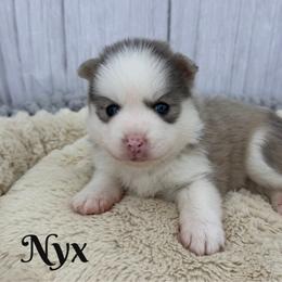 Nyx - Blue female Pomsky puppy in Eastman, Georgia from Once Upon A Pomsky