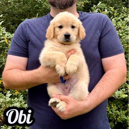 Obi - Light golden male Golden Retriever puppy in Salem, Virginia from Virginia Goldens