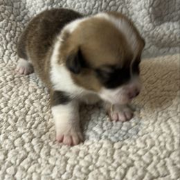 BB boy 1 - White and red male Pembroke Welsh Corgi puppy in Dickinson, Texas from Gulf Coast Corgis