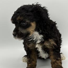 Smooch - Phantom male Poodle puppy in Wheatland, California from Sapphire Ridge Poodles