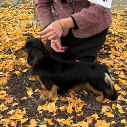 Claire - Dachshund