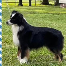 Bogie - Australian Shepherd