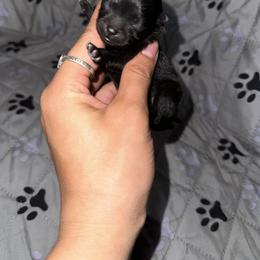 Zero - Black male Pomeranian puppy in Eagle Pass, Texas from Divine Poms