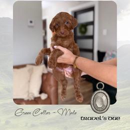 Travels Due - Red  male Goldendoodle puppy in Garland, Texas from Twilight Doodles