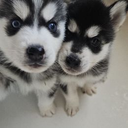 Pomsky Puppies from Peoria Pomskies