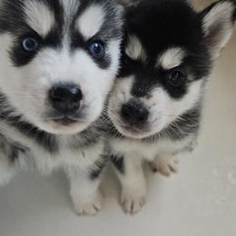 Pomsky Puppies from Peoria Pomskies