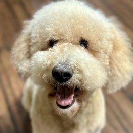 Piper - Goldendoodle