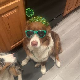 Australian Shepherd All Grown Up from Addie's Aussies