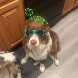 Australian Shepherd All Grown Up from Addie's Aussies