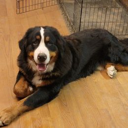Odin - Bernese Mountain Dog