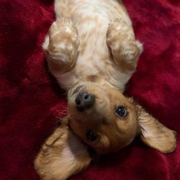Teddy AKC - Red male Dachshund puppy in Marseilles, Illinois from Zacha’s Doxie House