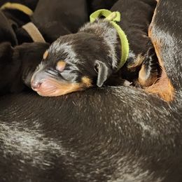 Doberman Pinscher puppies from Draggin Dobermans & Great Danes