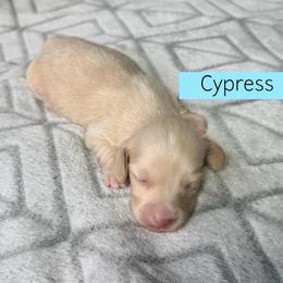 Cypress - Cream Longhair - 4000 - Pet Only - Cream male Dachshund puppy in Pauls Valley, Oklahoma from Simply Happy Dachshunds