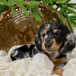 Dachshund Puppies from Down The Hill Potterdale