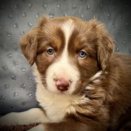 Tonks - Red tri-color female Australian Shepherd puppy in Smithfield, Utah from C&C Ranch