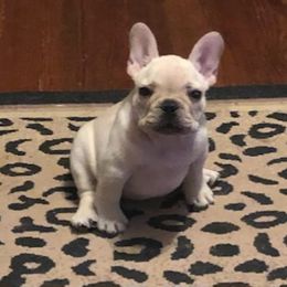 Bulldog and French Bulldog Puppies from Scott's Bulldogs