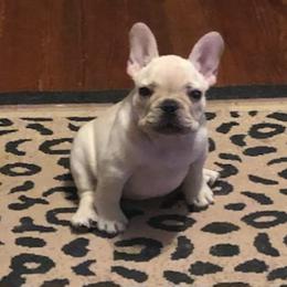Bulldog and French Bulldog Puppies from Scott's Bulldogs