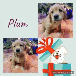 Plum - Golden female Golden Retriever puppy in Greensburg, Kentucky from Southern Springs Goldens