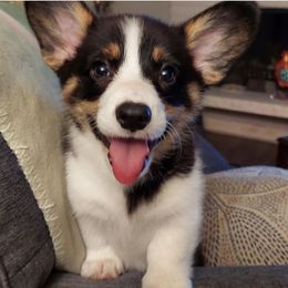 Labrador Retriever and Pembroke Welsh Corgi Puppies from Two Roses Ranch