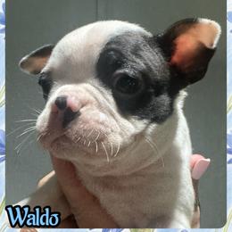Waldo - Black and white male Boston Terrier puppy in Brazos Point, Texas from TX Southern Belle Bostons
