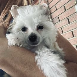 White Hairless Girl - White female Chinese Crested puppy in Salt Lake City, Utah from Naked & Famous