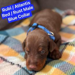 Blue Collar - Red and rust male Doberman Pinscher puppy in Lake City, Florida from Paintedcrazy Doberman Pinchers
