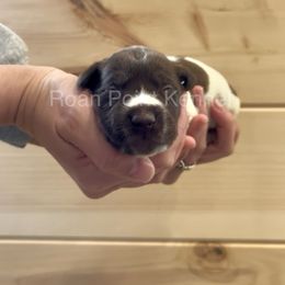 Fern-Orange Girl - Liver roan German Shorthaired Pointer puppy in Payneville, Kentucky from Roan Point Kennel