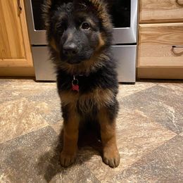 German Shepherd Puppies from vom Glock