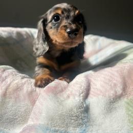 Chip - Dapple female Dachshund puppy in Temecula, California from Naomi Magee's Dachshund Kennel