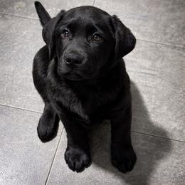 Miss Yellow - Black female Labrador Retriever puppy in Clinton, Tennessee from Summer Rose