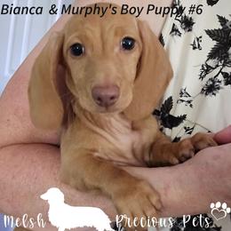 Puppy 6 - Cream male Dachshund puppy in Anamosa, Iowa from Melsh Precious Pets
