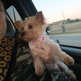 Lola - Yorkshire Terrier