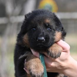Bruce - Black and red male German Shepherd puppy in Azle, Texas from Nuckols-Alsup Canines German Shepherds